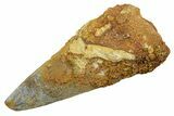 Fossil Spinosaurus Tooth - Real Dinosaur Tooth #349761-1